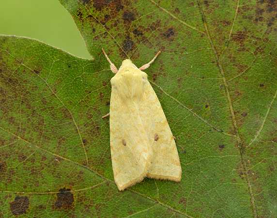 73.182 BF2274 Sallow Cirrhia icteritia
