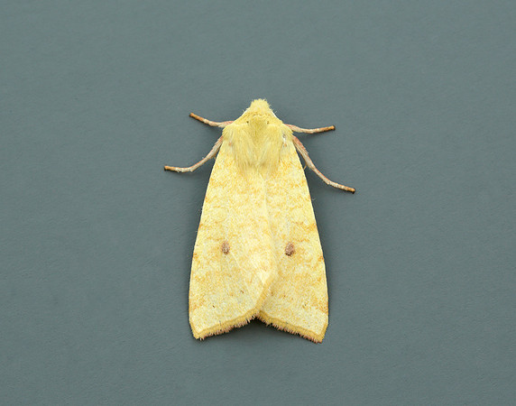 73.182 BF2274 Sallow Cirrhia icteritia
