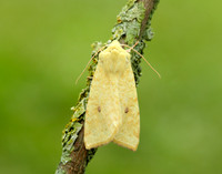 73.182 BF2274 Sallow Cirrhia icteritia