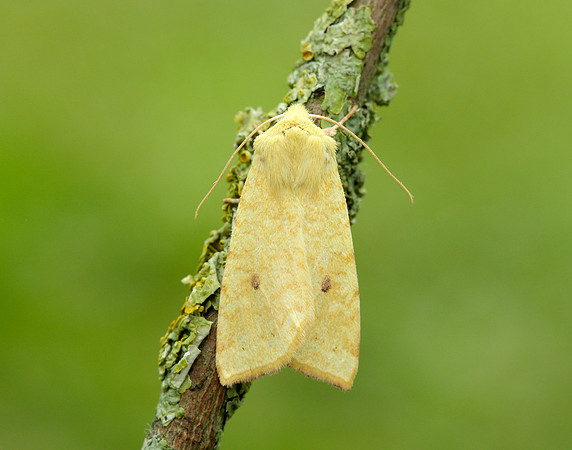 73.182 BF2274 Sallow Cirrhia icteritia
