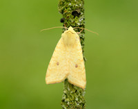 73.182 BF2274 Sallow Cirrhia icteritia