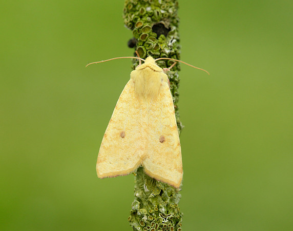 73.182 BF2274 Sallow Cirrhia icteritia