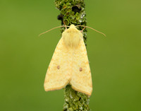 73.182 BF2274 Sallow Cirrhia icteritia