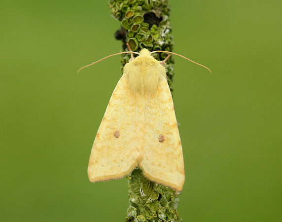 73.182 BF2274 Sallow Cirrhia icteritia