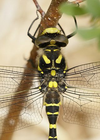 Golden-ringed Dragonfly Cordulegaster boltonii