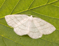 70.277 BF1955 Common White Wave Cabera pusaria