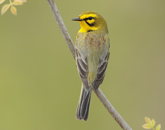 Prairie Warbler Setophaga discolor