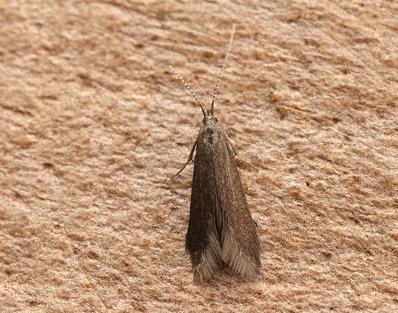 37.015 BF493 Coleophora serratella