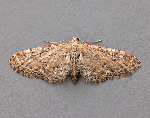 70.183 BF1834 Common Pug Eupithecia vulgata