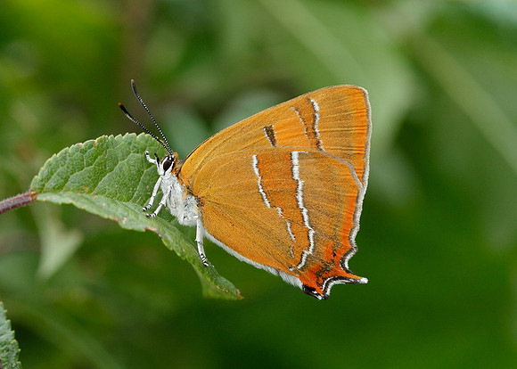 Brown Hairstreak Thecla betulae