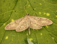 63.017 BF1377 Anania lancealis