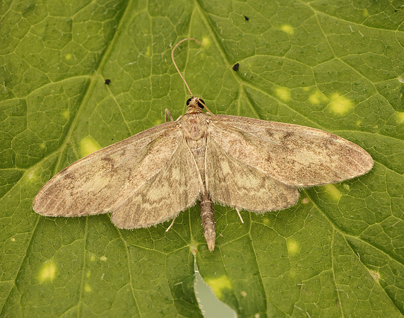 63.017 BF1377 Anania lancealis