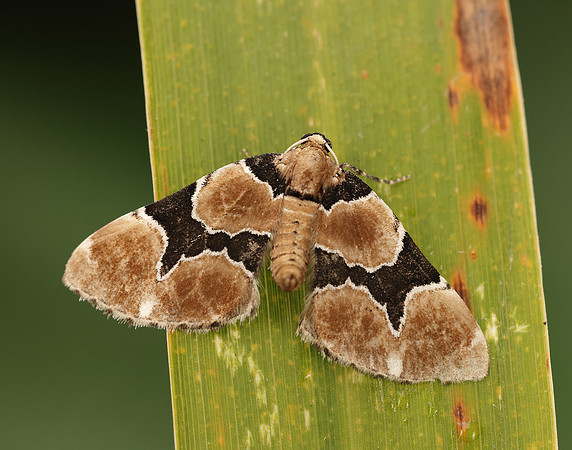 70.140 BF1810 Marsh Carpet Gagitodes sagittata