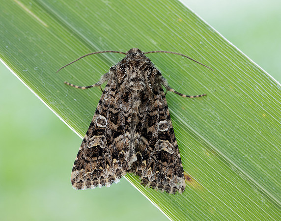 73.286 BF2167 Tawny Shears Hadena perplexa