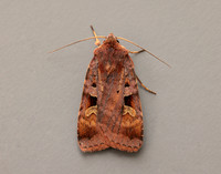 73.332 BF2122 Purple Clay Diarsia brunnea