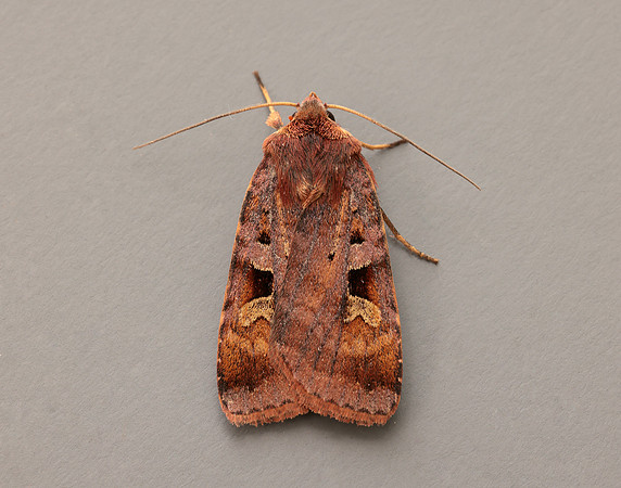 73.332 BF2122 Purple Clay Diarsia brunnea