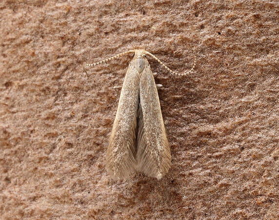 37.007 BF492 Coleophora flavipennella