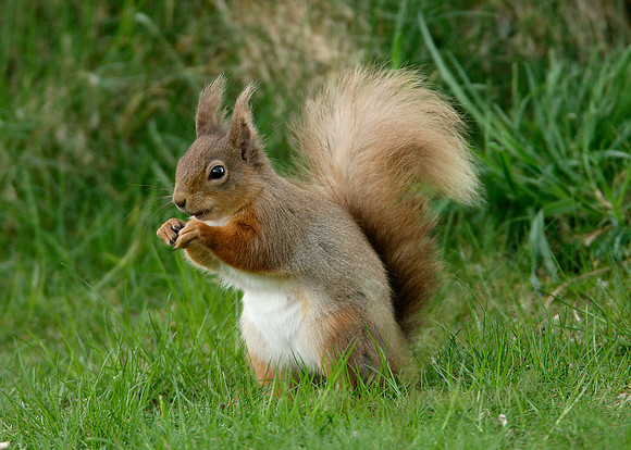 Red Squirrel Sciurus vulgaris