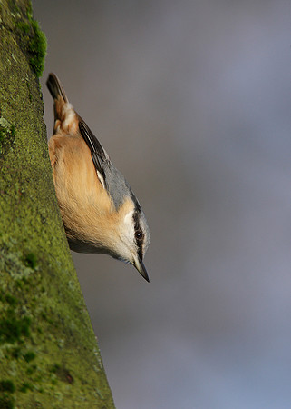 Nuthatch Sitta europaea