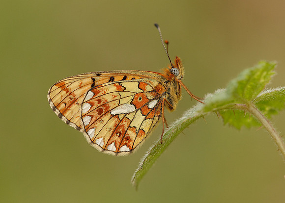 Pearl-Bordered Fritillary Boloria euphrosyne