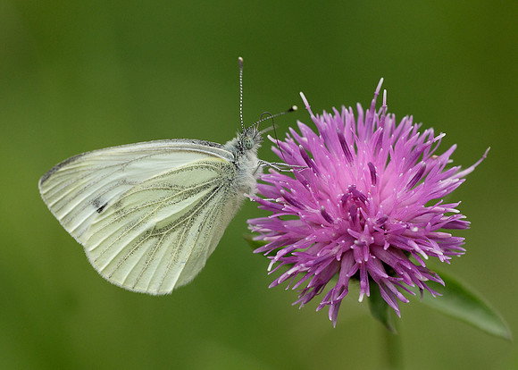 Green-veined White Pieris napi