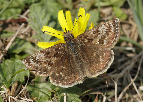 Dingy Skipper Erynnis tages