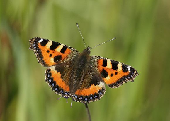 Small Tortoiseshell Aglais urticae