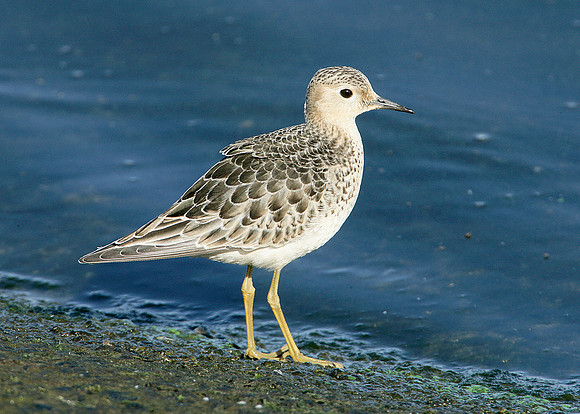 Buff-breasted Sandpiper Tryngites subruficollis