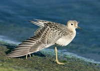 Buff-breasted Sandpiper Covenham Ost 2006