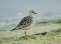 Buff-breasted Sandpiper Tryngites subruficollis