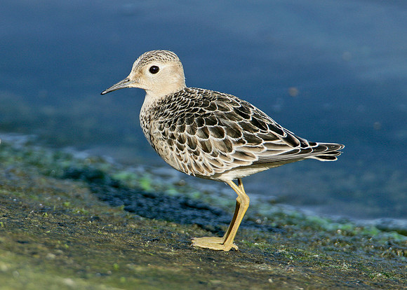 Buff-breasted Sandpiper Tryngites subruficollis