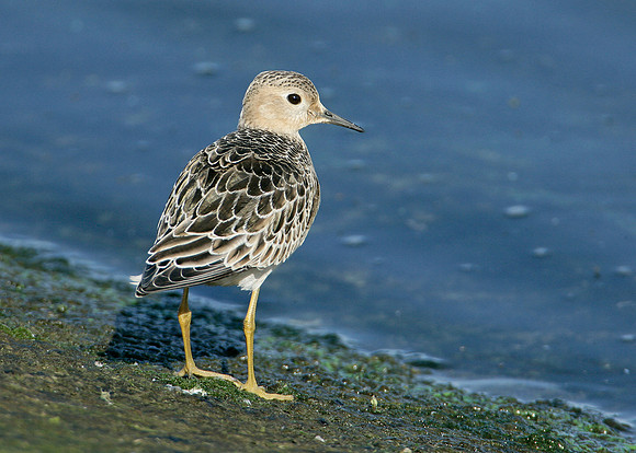 Buff-breasted Sandpiper Tryngites subruficollis