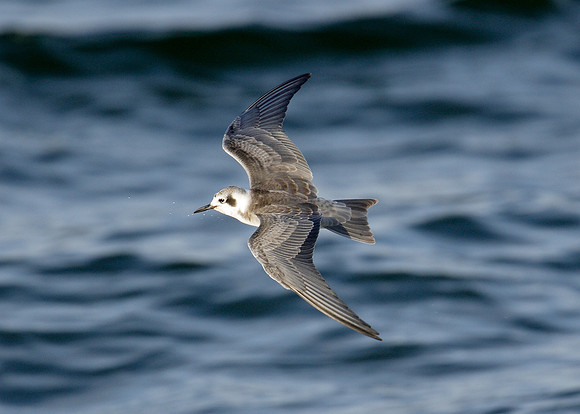 American Black Tern Chlidonias niger surinamensis