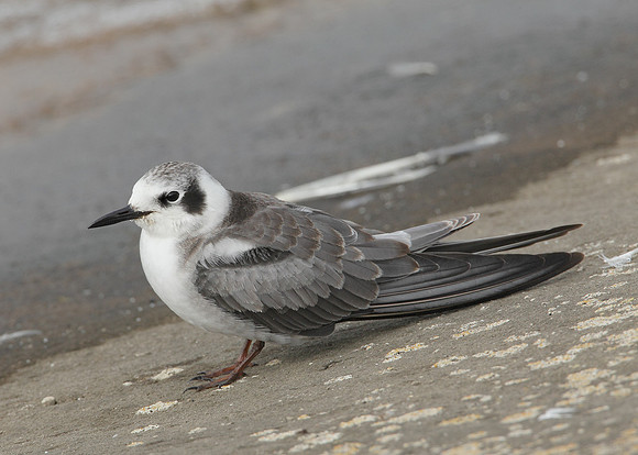 American Black Tern Chlidonias niger surinamensis