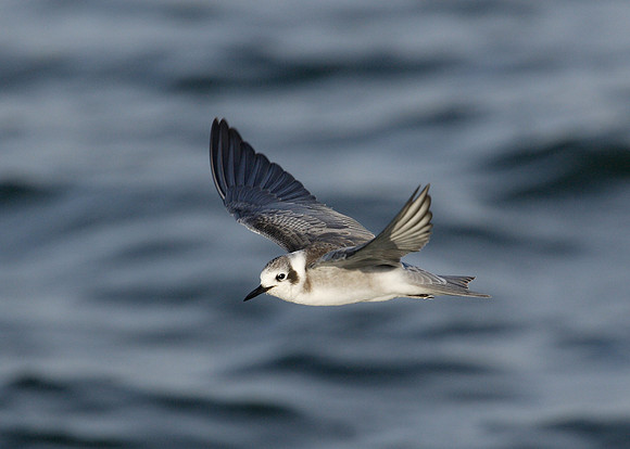 American Black Tern Chlidonias niger surinamensis