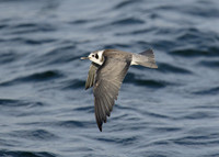 American Black Tern Chlidonias niger surinamensis