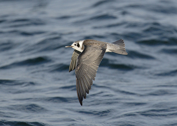 American Black Tern Chlidonias niger surinamensis
