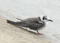 American Black Tern Covenham, Lincs Sept 2011
