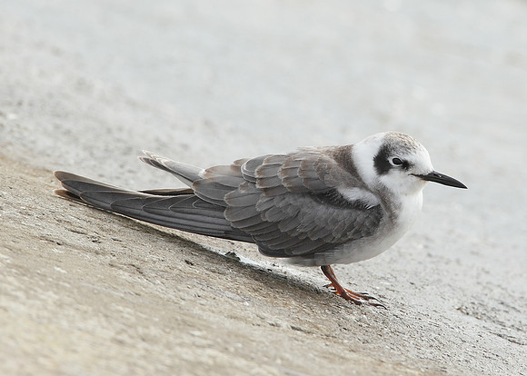 American Black Tern Chlidonias niger surinamensis