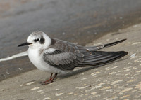 American Black Tern Chlidonias niger surinamensis