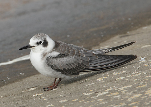 American Black Tern Chlidonias niger surinamensis