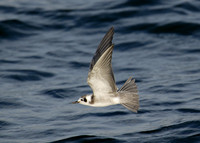 American Black Tern Chlidonias niger surinamensis