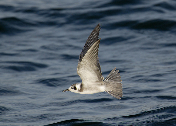 American Black Tern Chlidonias niger surinamensis