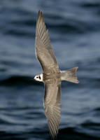 American Black Tern Chlidonias niger surinamensis