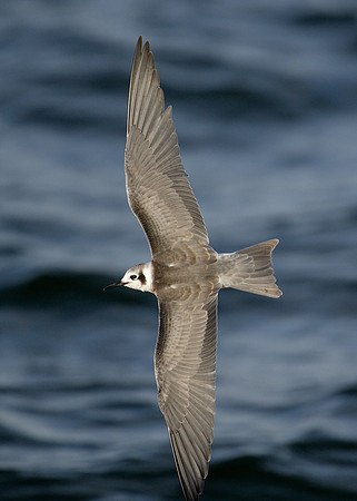American Black Tern Chlidonias niger surinamensis