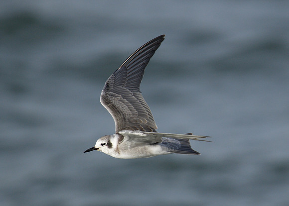 American Black Tern Chlidonias niger surinamensis