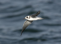 American Black Tern Chlidonias niger surinamensis