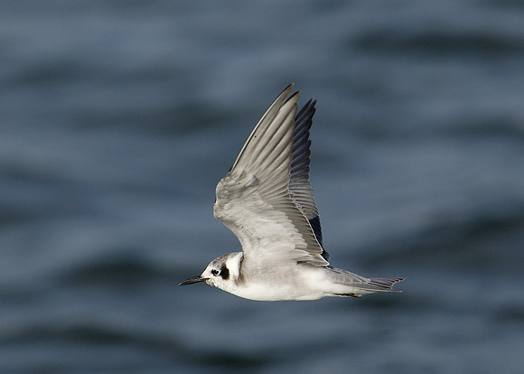 American Black Tern Chlidonias niger surinamensis