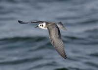 American Black Tern Chlidonias niger surinamensis