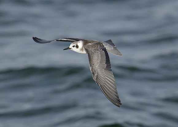 American Black Tern Chlidonias niger surinamensis
